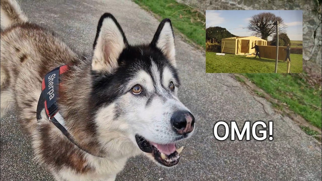 Husky Gets His New Build! OMG It's Massive!
