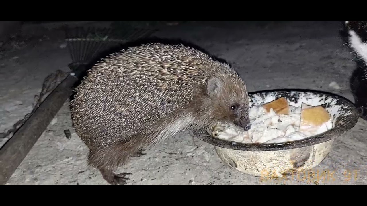 Our prickly friend
