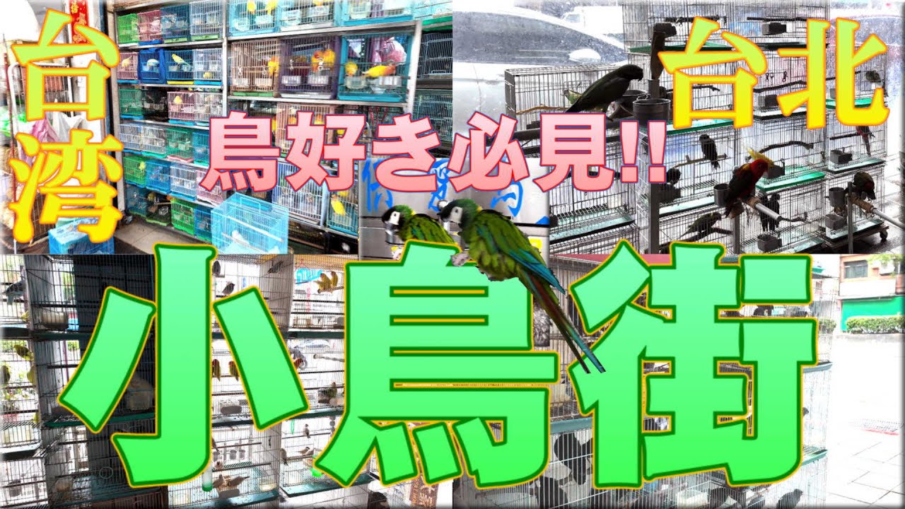【台北】小鳥店街を歩いてみた