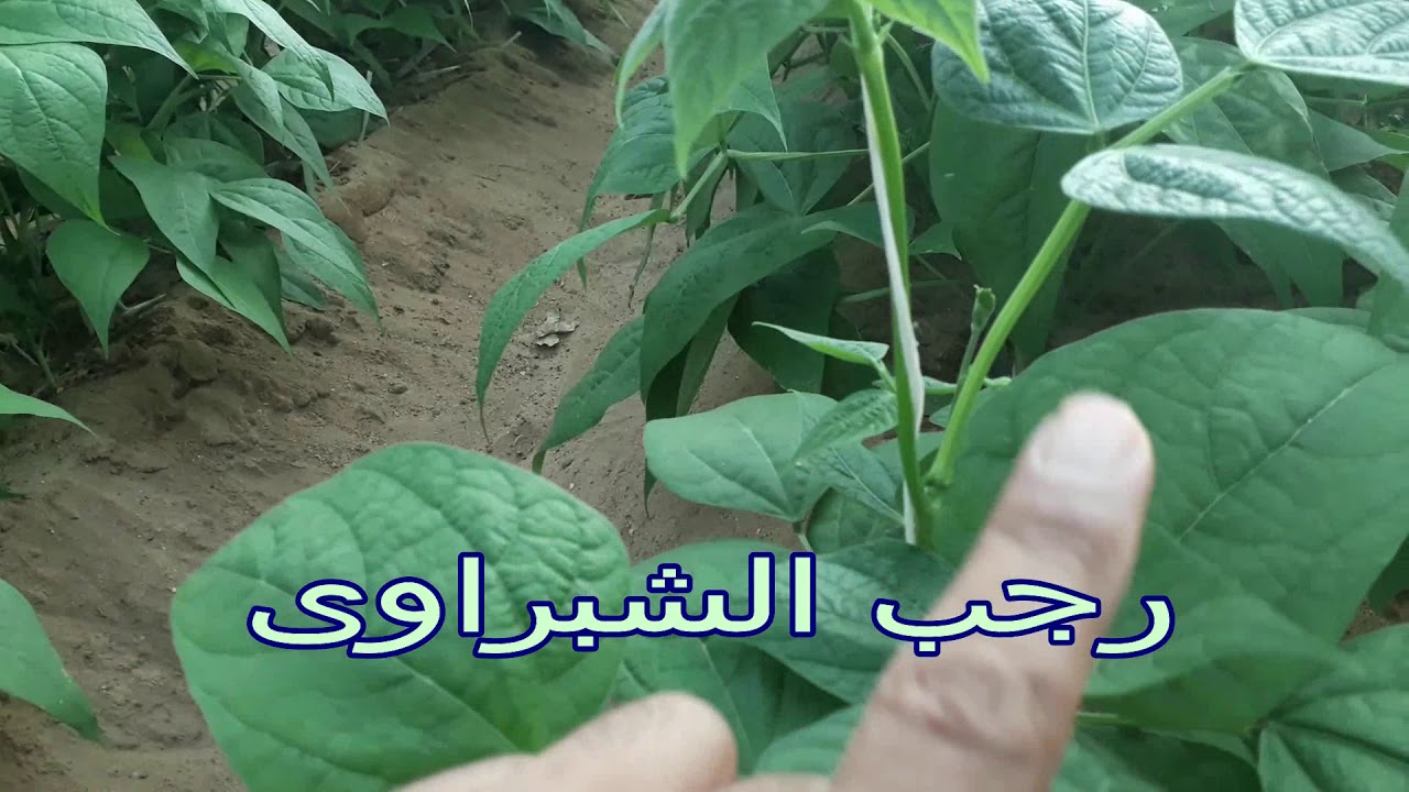 هل تربى الفاصوليا داخل البيوت المحمية ...