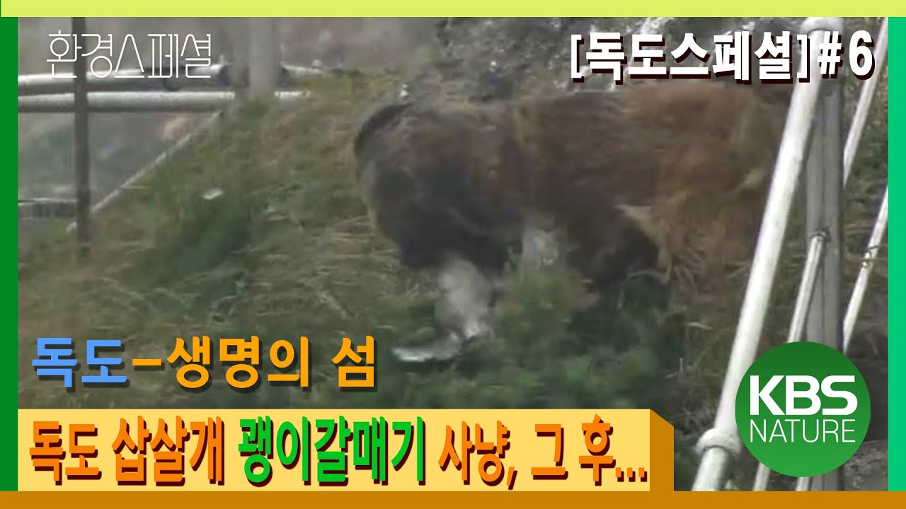[독도스페설]#6 독도 경비견 삽살개, 괭이갈매기 사냥 그 후... 강제격리 당하다 [광복 60주년 특별기획-독도] 1편 생명의 섬/KBS 20050817 방송