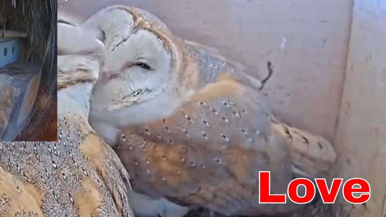 🦉 Incredible Animal Bond | Barn Owl Pair Courts With Kissing and Preening