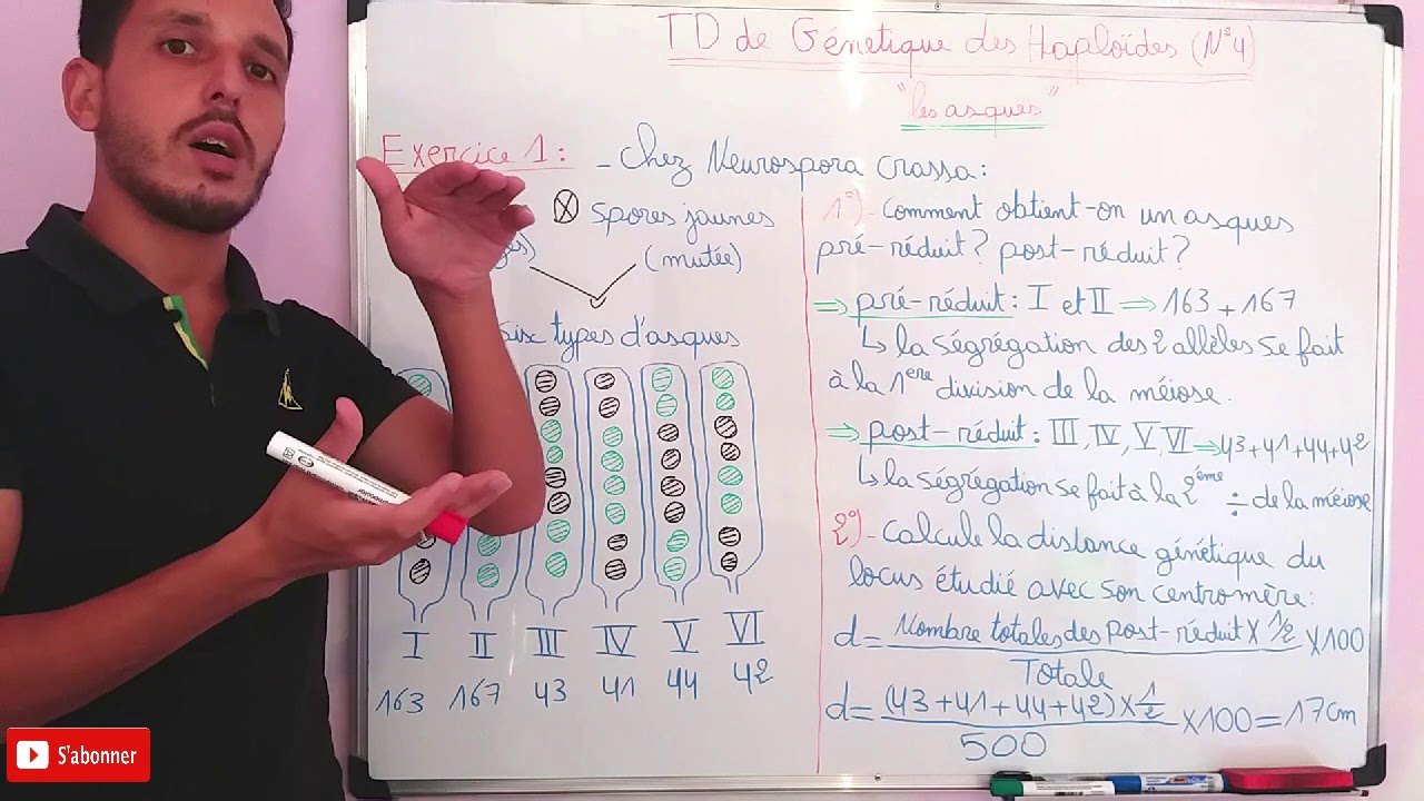 TD GÉNÉTIQUE S4 DES HAPLOÏDES (n°4)=Exercice 1 : les asques pré-réduit et les asques post-réduit