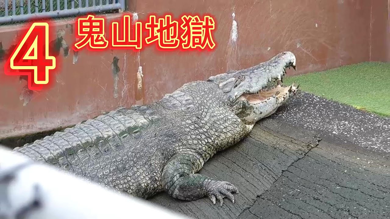 別府地獄之旅鬼山地獄用地熱養鱷魚的地獄Beppu Hell Tour Oniyama Hell  The hell of raising crocodiles with geothermal heat