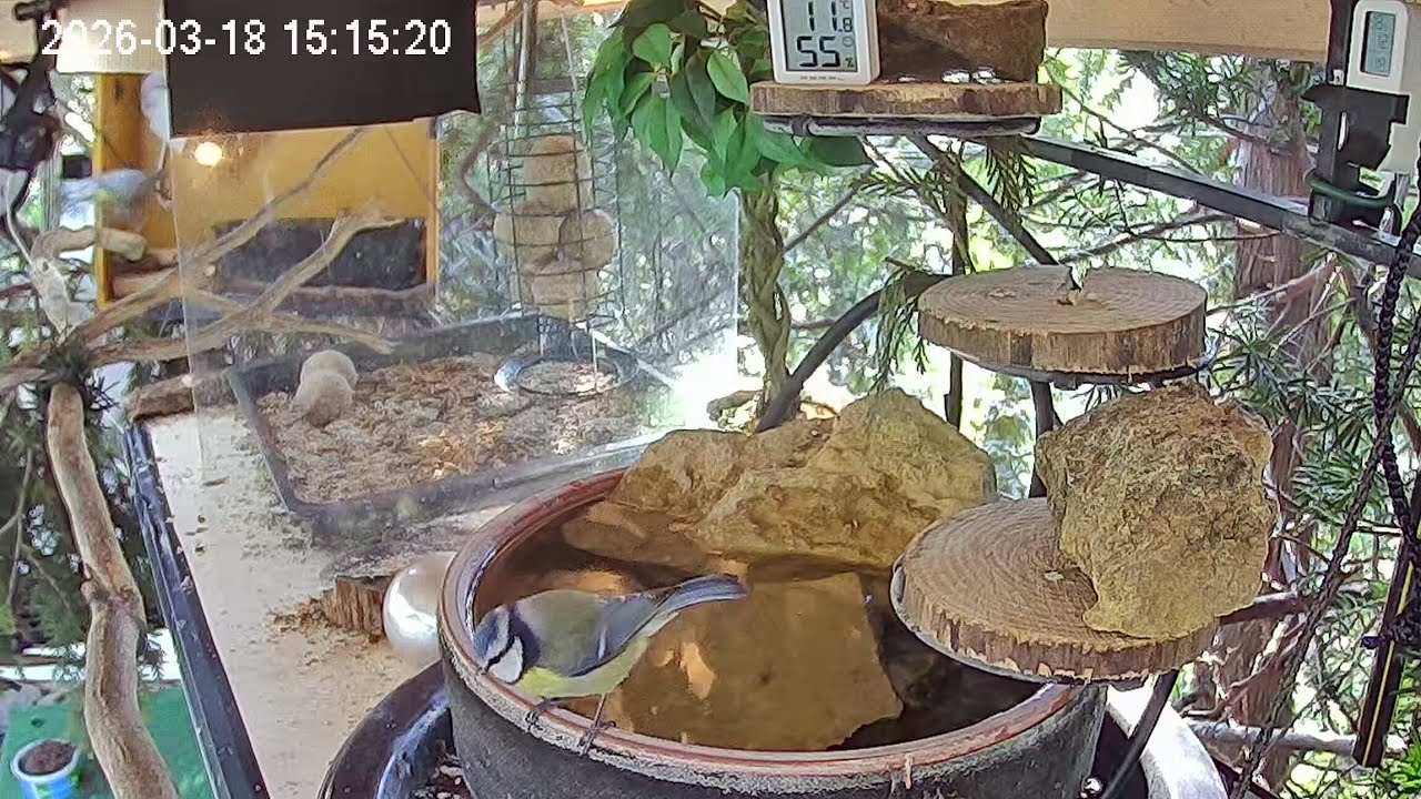 Früher Nachmittag am Vogel-Spa (18.01.2026)