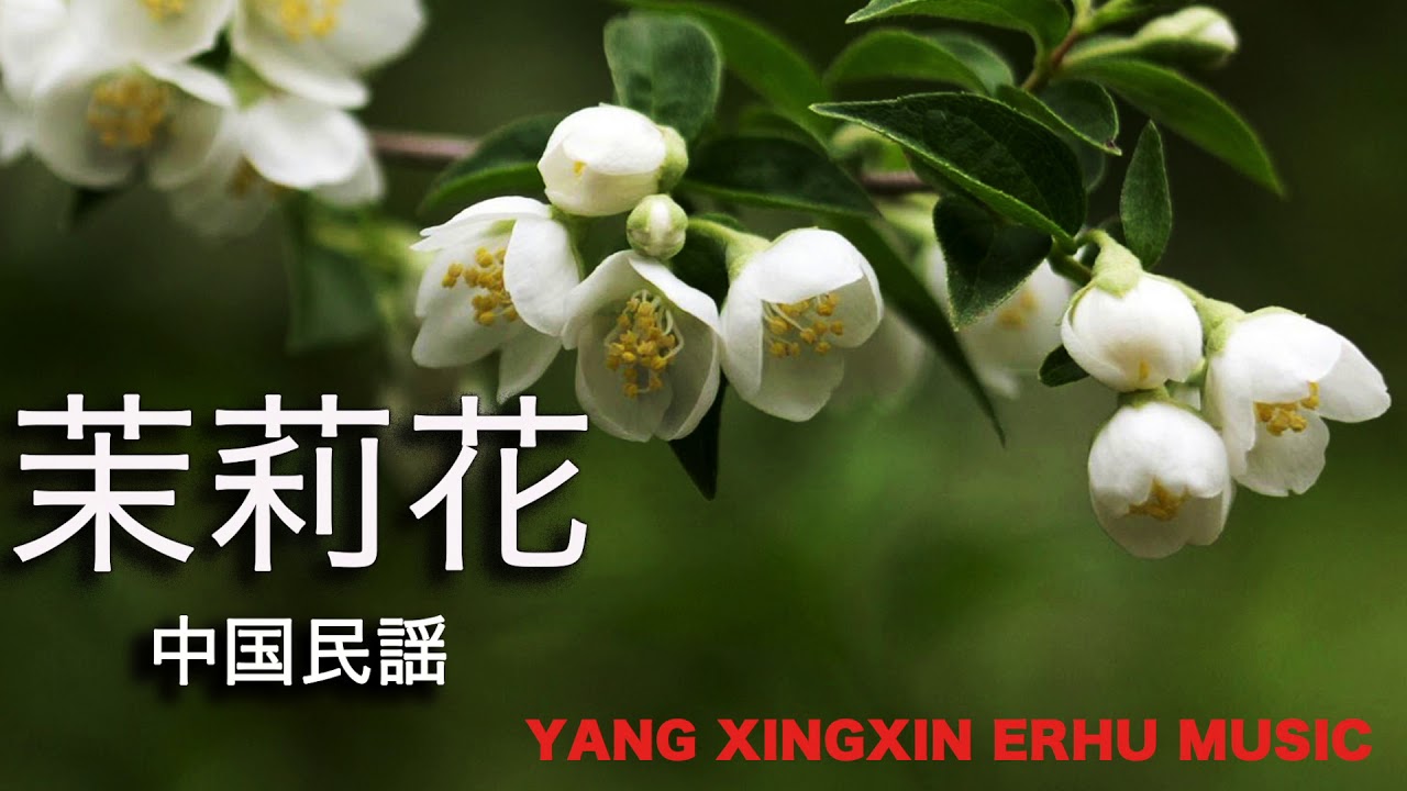 二胡 【茉莉花】ジャスミン中国名曲  楊興新演奏（ ヤンシンシン） YANG XINGXIN Erhu Music