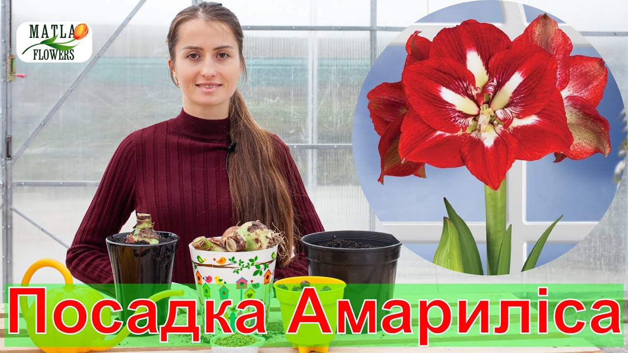 Амариліс Гіпеаструм посадка та догляд