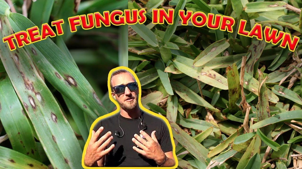 HOW TO TREAT FUNGUS IN YOUR LAWN!! **SUMMERTIME FUNGUS** (ST.AUGUSTINE GRASS, WARM SEASON TURF)