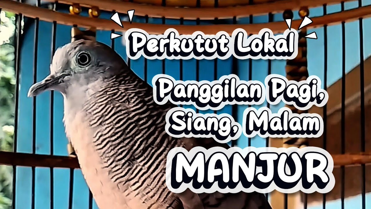 Perkutut Lokal Gacor SUARA TERAPI Pagi, Siang Dan Malam Di Jamin Manjur