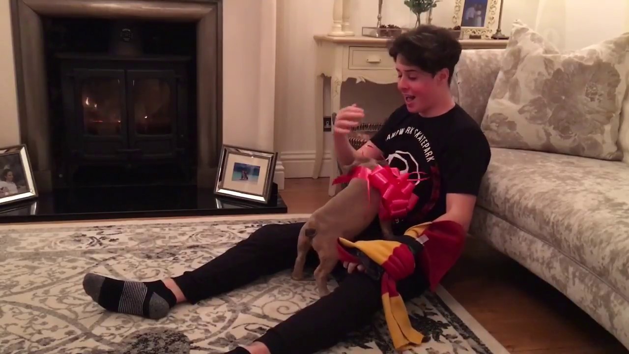 French bulldog puppy birthday surprise, priceless!
