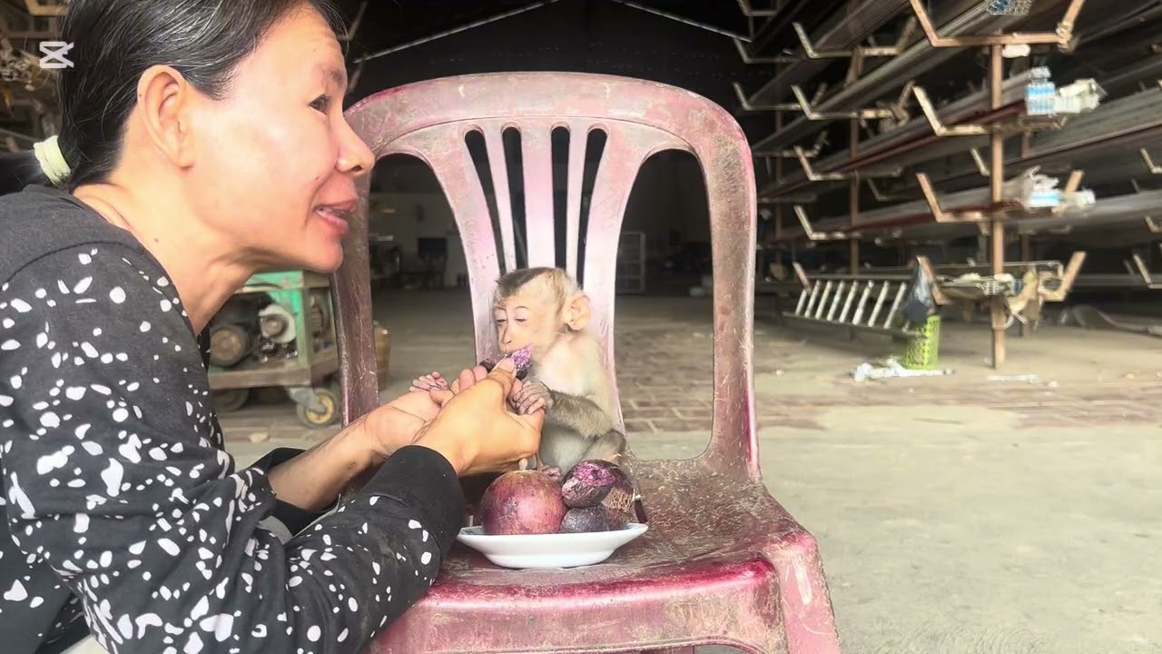Mary didn’t eat rice because she is angry #animals #mary #monkey 
