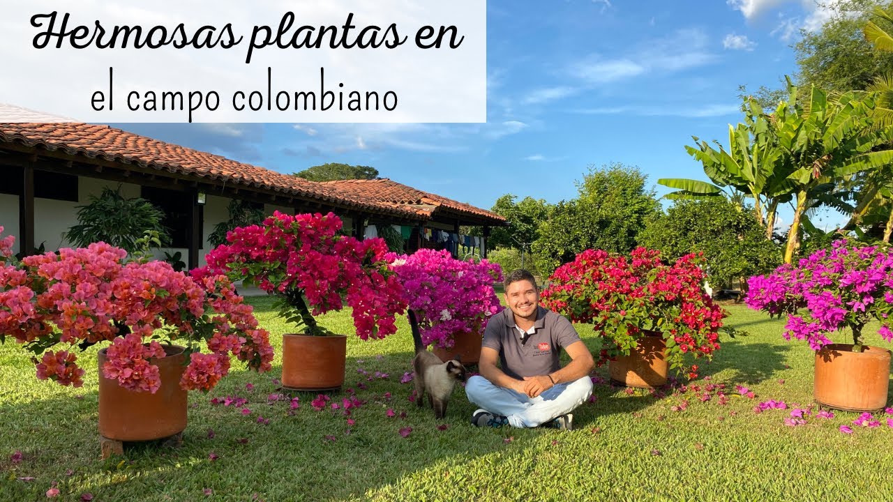 Hermoso JARDÍN  en el campo Colombiano. | aprende a cuidar Veraneras, Trinitarias o Bugumbillas.