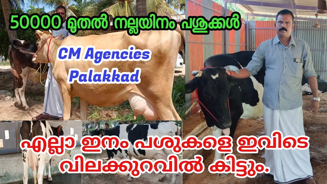 CM Agencies Palakkad|വിലക്കുറവിൽ പശുക്കളെ വാങ്ങാം|Cow For sale in kerala|best cow seller in Kerala|