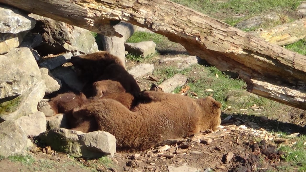 BEARS FIGHTING OVER A ROCK @Pairi Daiza (a playful bear fight)