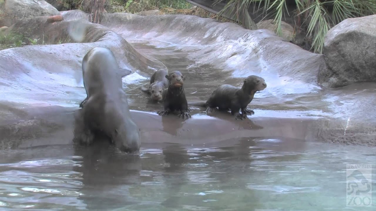 Giant River Otter Babies' 1st Time In Exhibit