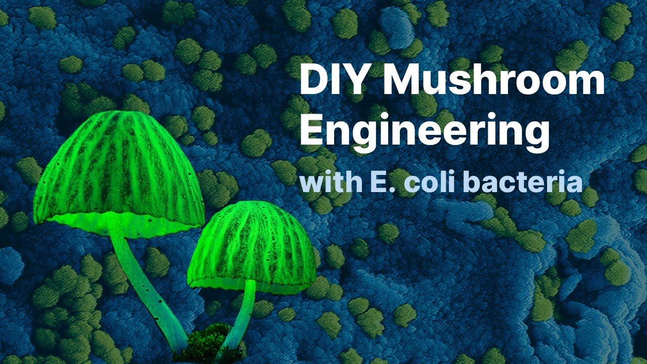 Engineering Mushrooms with E. coli