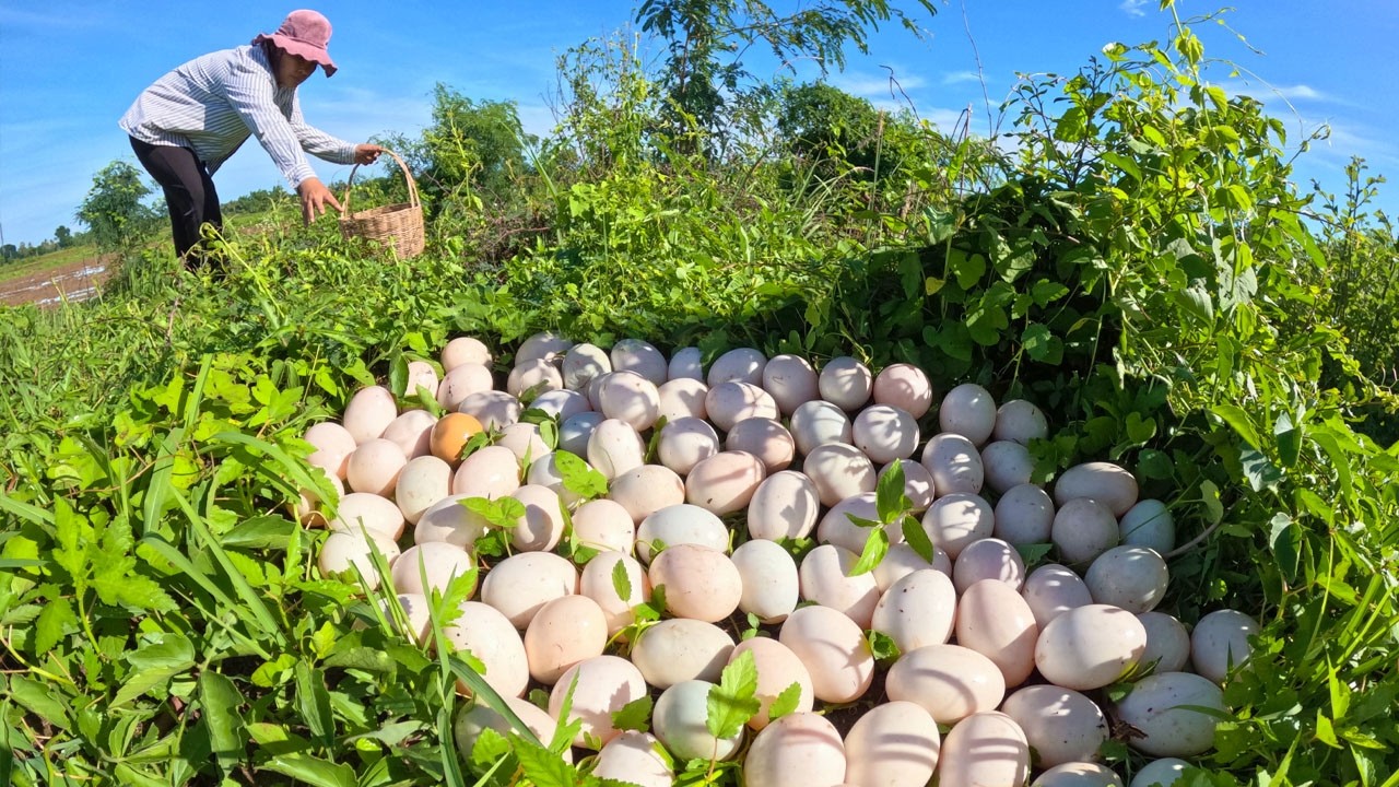 Harvesting Hundreds of Free-Range Eggs in the Field