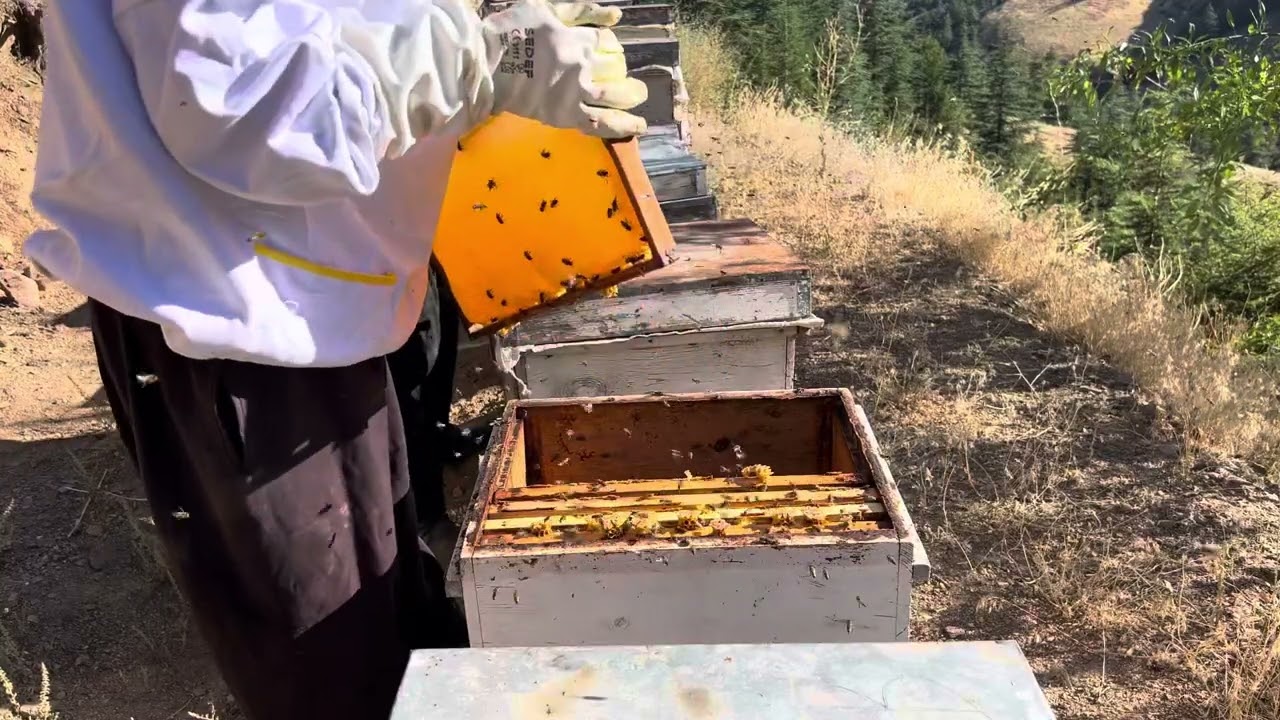 2024 yılı bal sağımı Kahramanmaraş