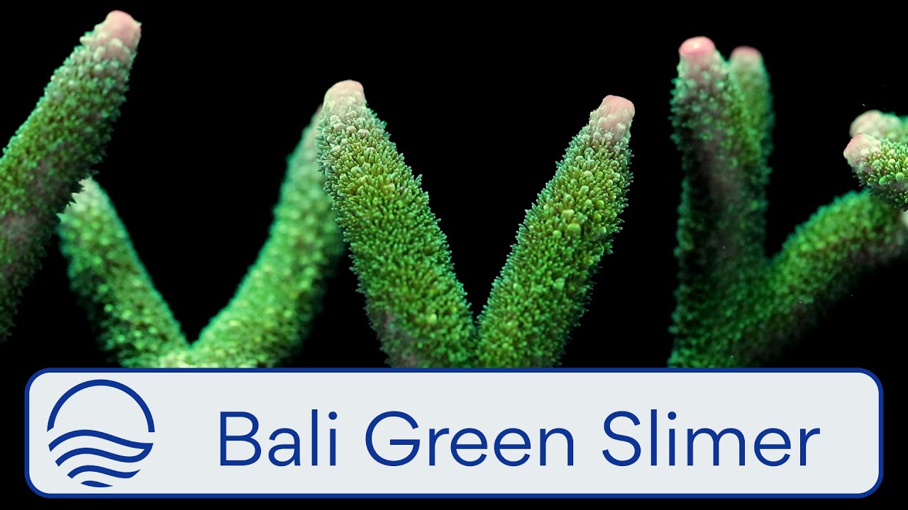 Bali Green Slimer Acropora