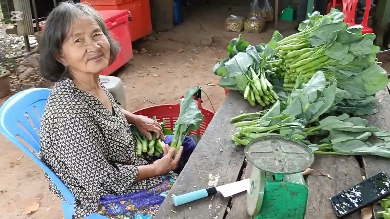 បន្លែដាំក្រោយផ្ទះ ធម្មជាតិ