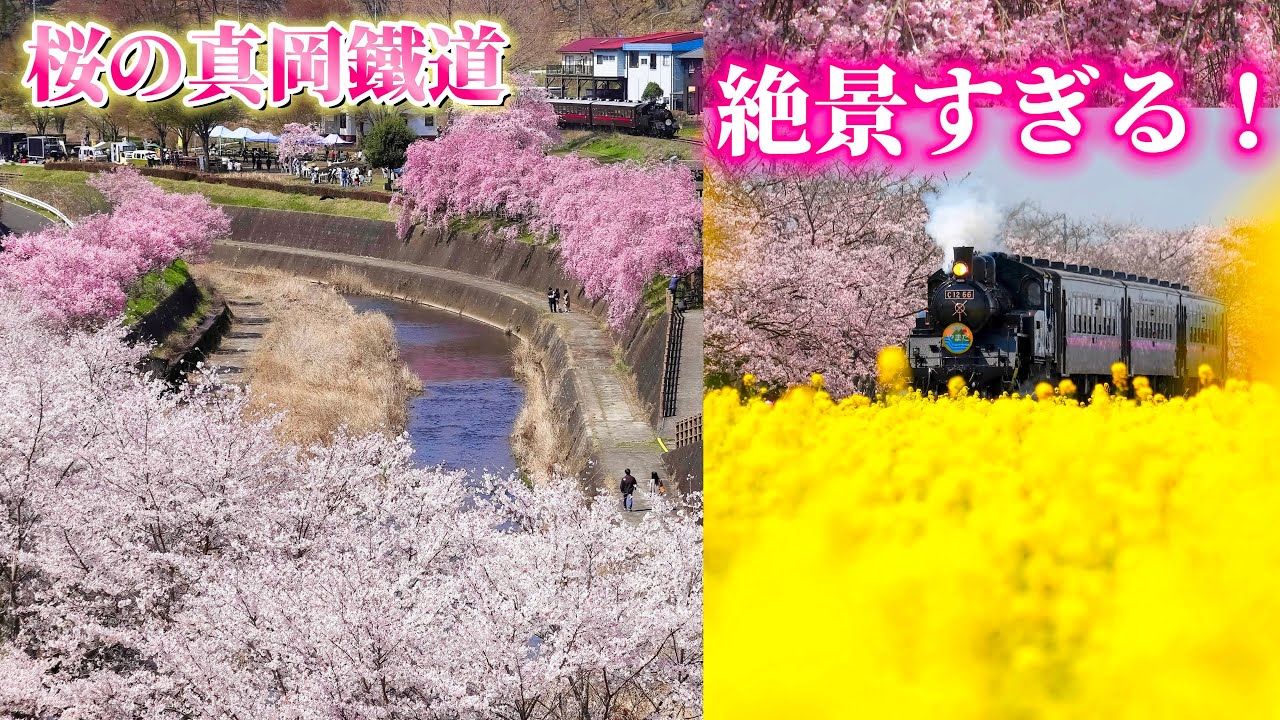 SLもおか 桜の真岡鐵道🌸絶景すぎる！C1266 一期一会No.76 蒸気機関車 汽笛