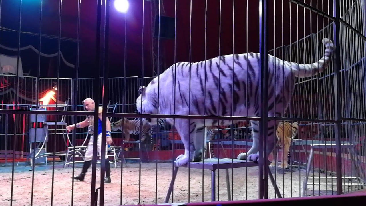 Circo di vienna