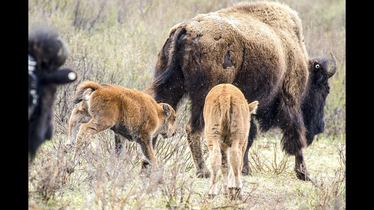 Banff National Park - bison calf historic first steps