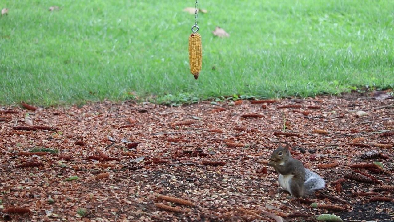 Gray Squirrel Eating