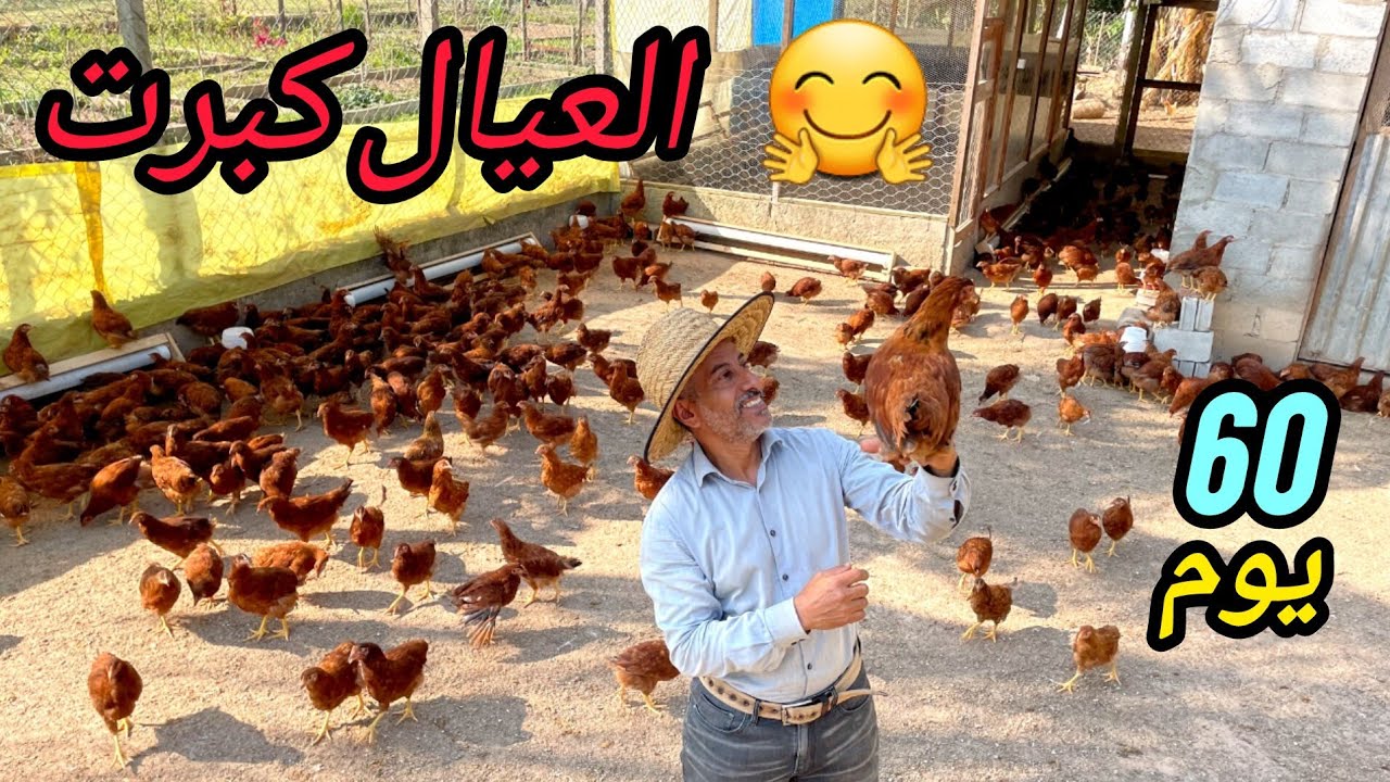 مشروع الدجاج البياض  7 # 🐔 دورة تربية من عمر يوم 🐥