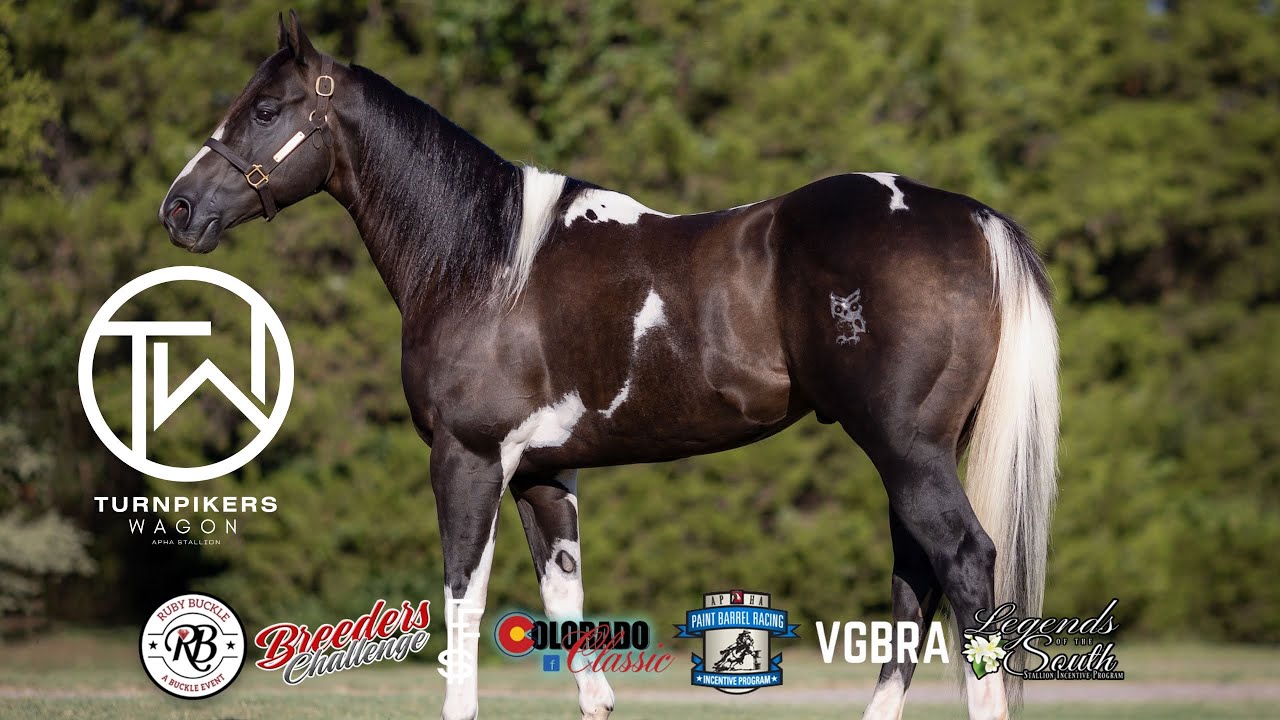 WE BOUGHT A NEW STALLION FOR HOW MUCH??!?!