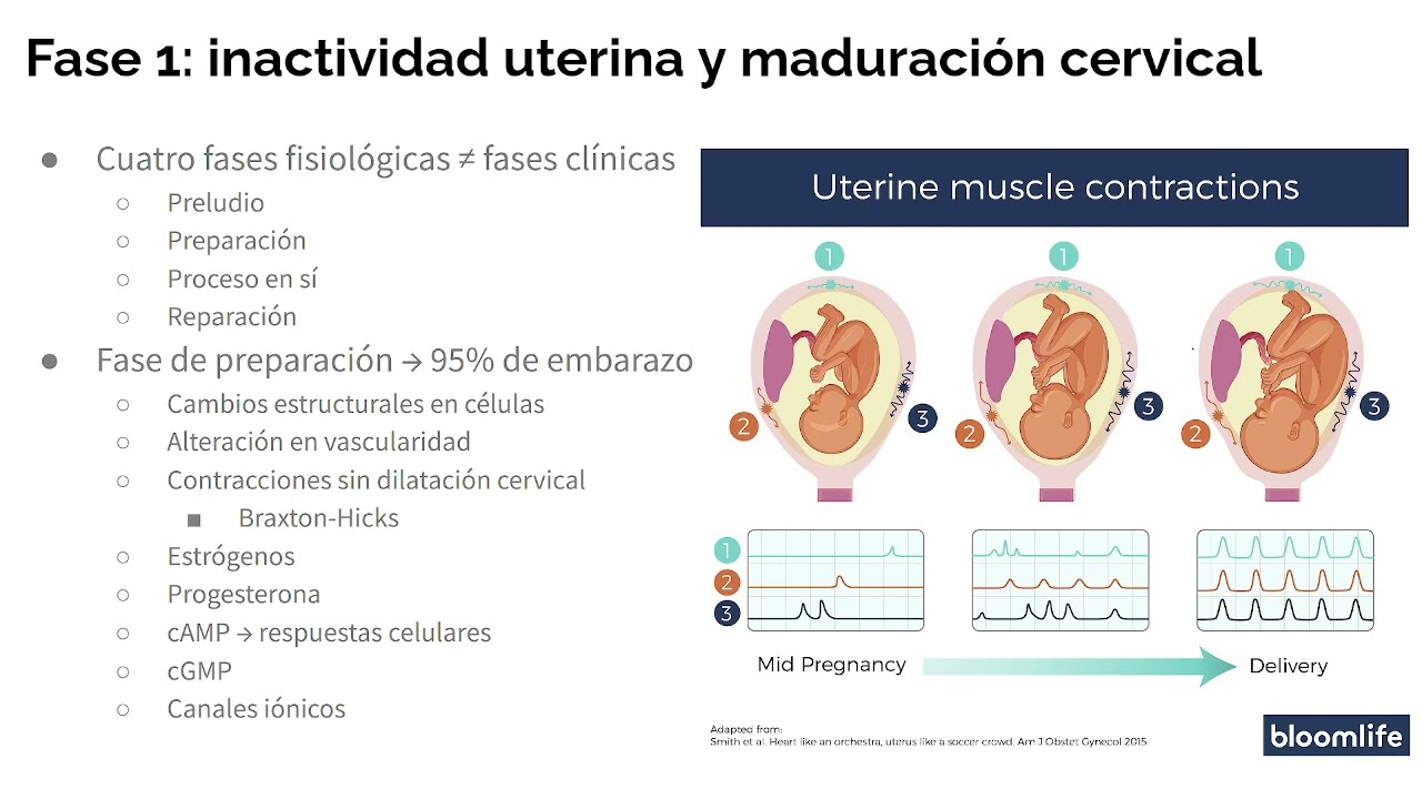 Fisiología del trabajo de parto (parte 1)