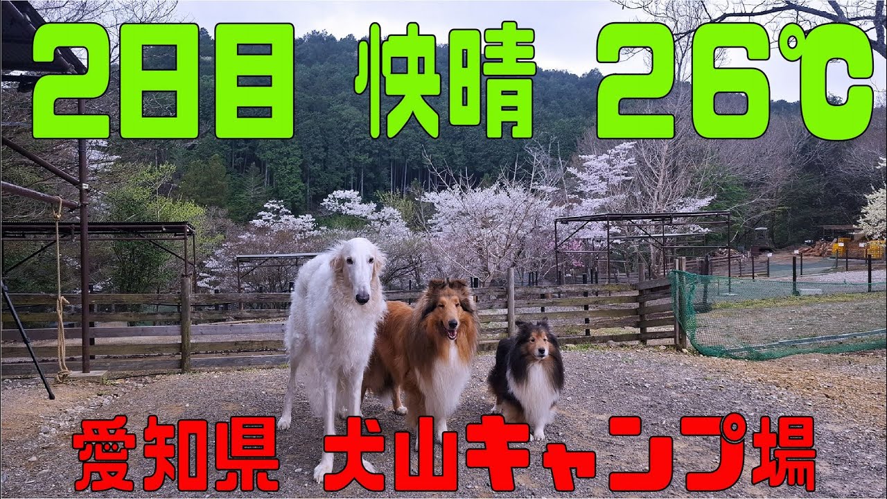 ちょっと遠征 愛知県 犬山キャンプ場後編(快晴)(うずらの肉団子)(Chichiri's Factory)(SOLOCAMP＋Wan's 3)