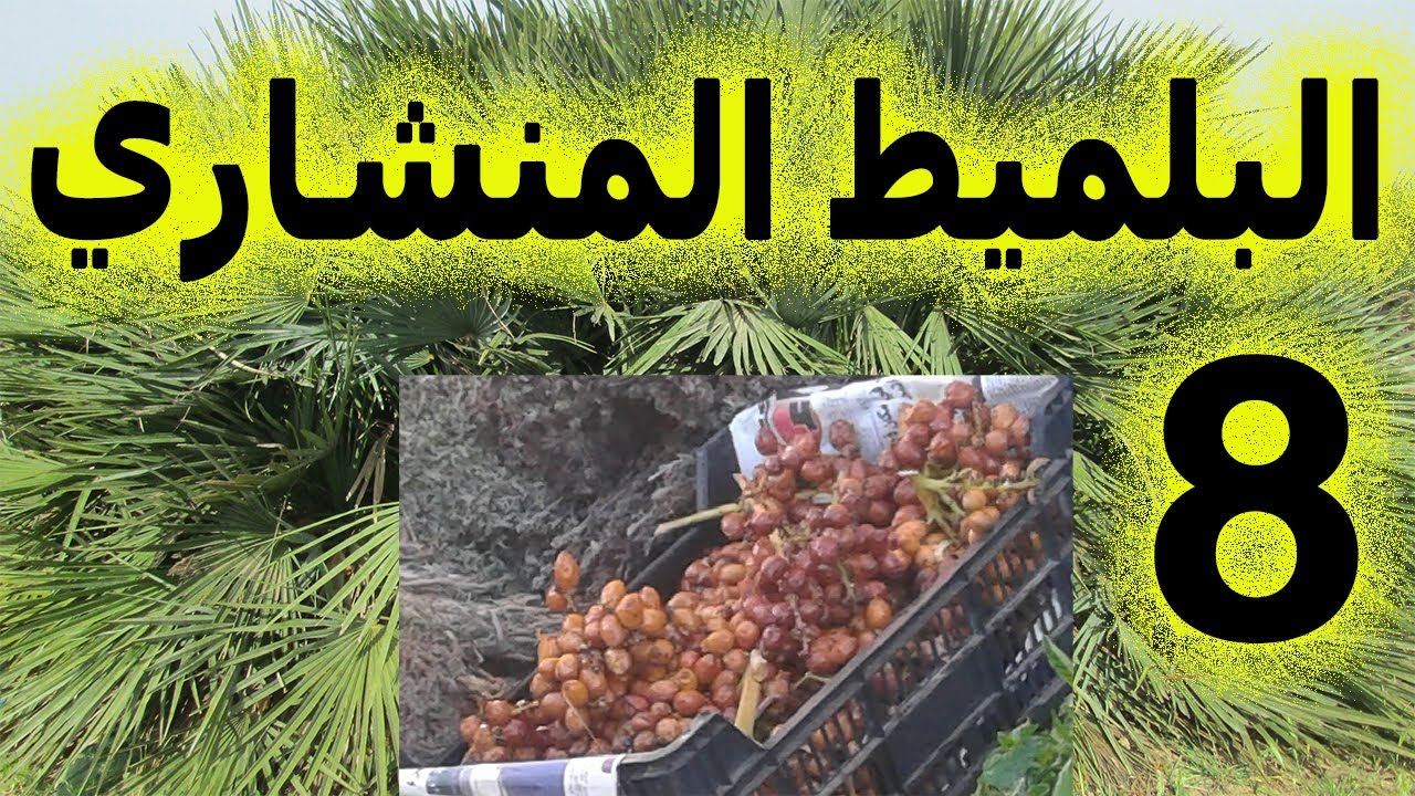 البلميط المنشاري العشبة 8 من السلسلة التعريـفـية بالأعشاب الموجودة في المغرب الدوم