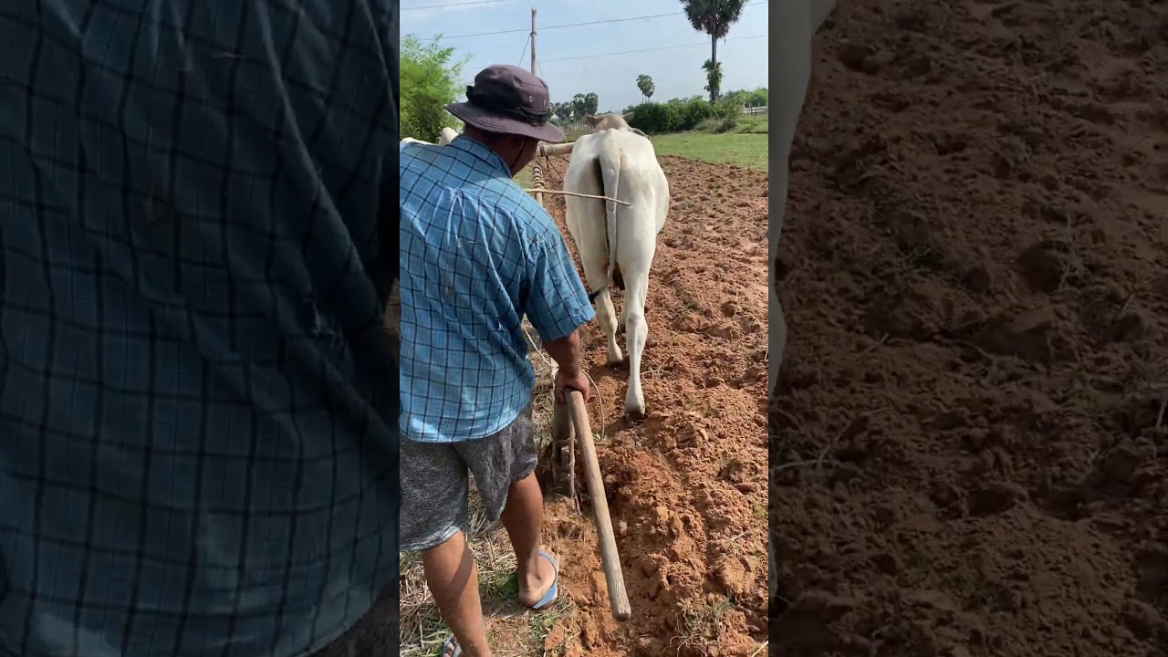 Khmer farmers plow the land for the first time, recalling old lessons