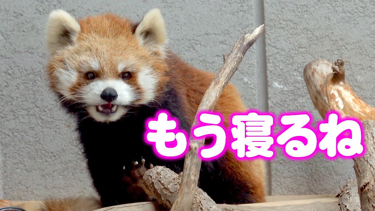 【円山動物園のレッサーパンダ】もう寝るね…ココ　July 11 , 2022　Red Panda COCO at Maruyama Zoo
