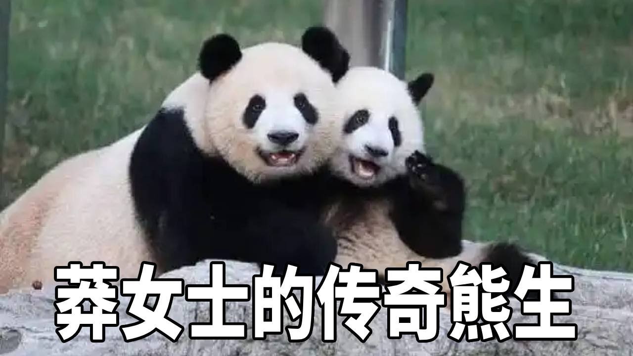莽妞妞的熊猫生涯究竟能有多传奇，靠着自己的幼崽们混吃混喝，稳坐虫洞洞花宝座！【你好大熊猫】
