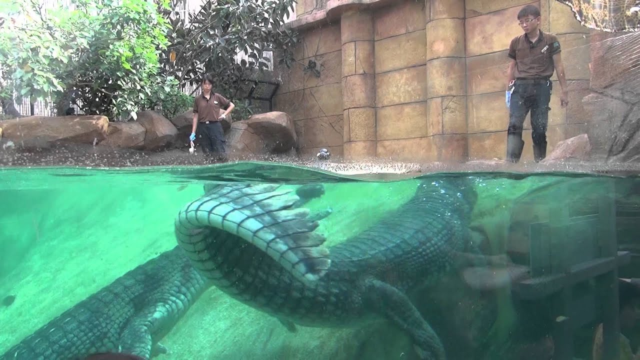Indian Gharial Feeding Time @ River Safari