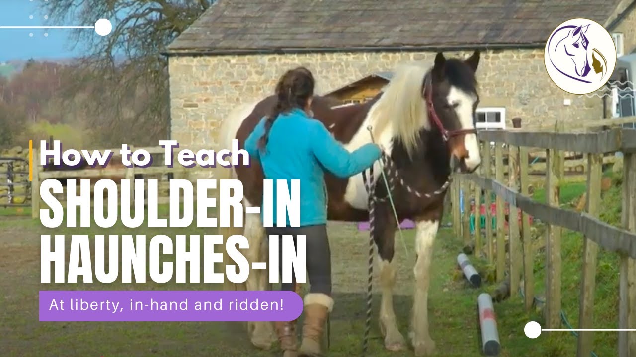 How to Teach Shoulder-in and Haunches-in: At liberty, in-hand and ridden!