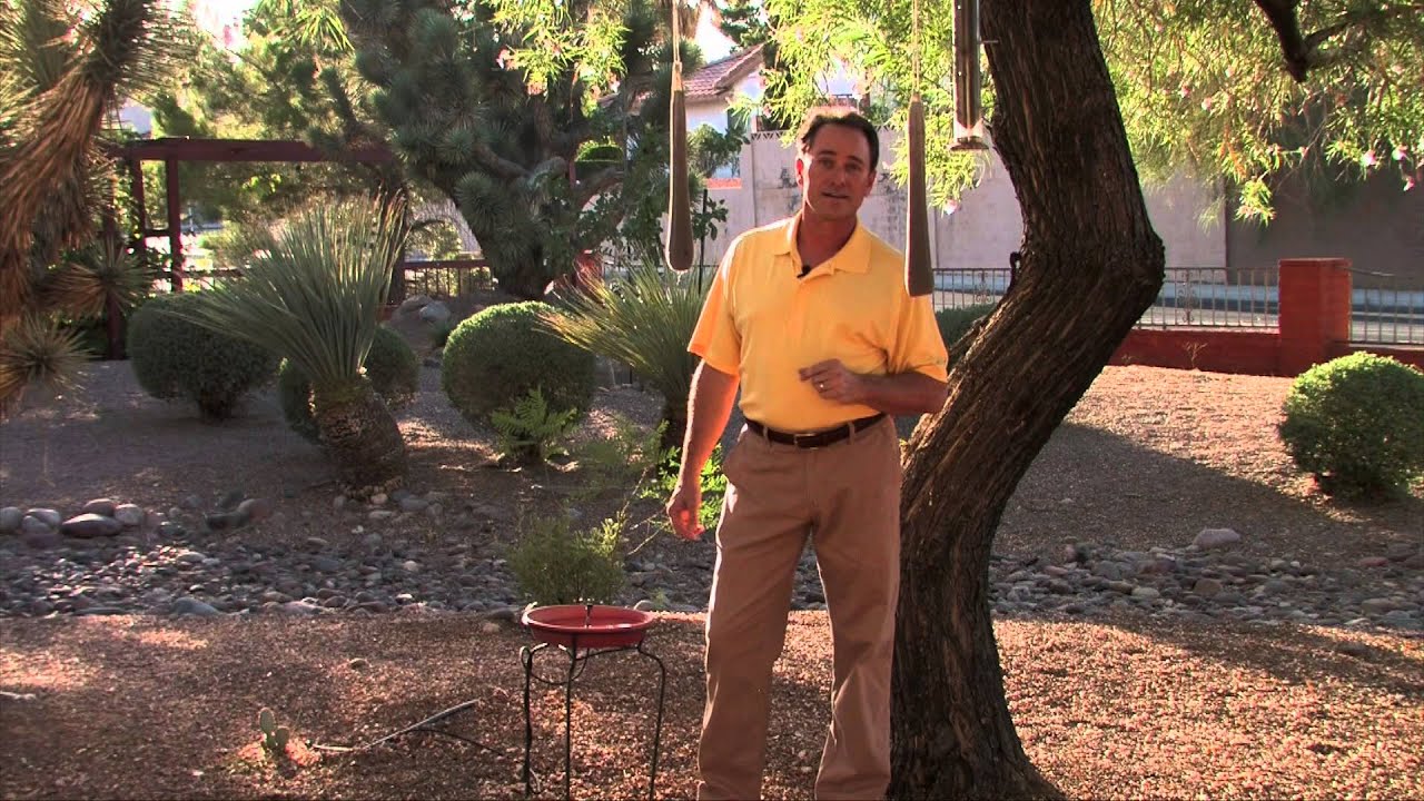 Attracting finches to your yard