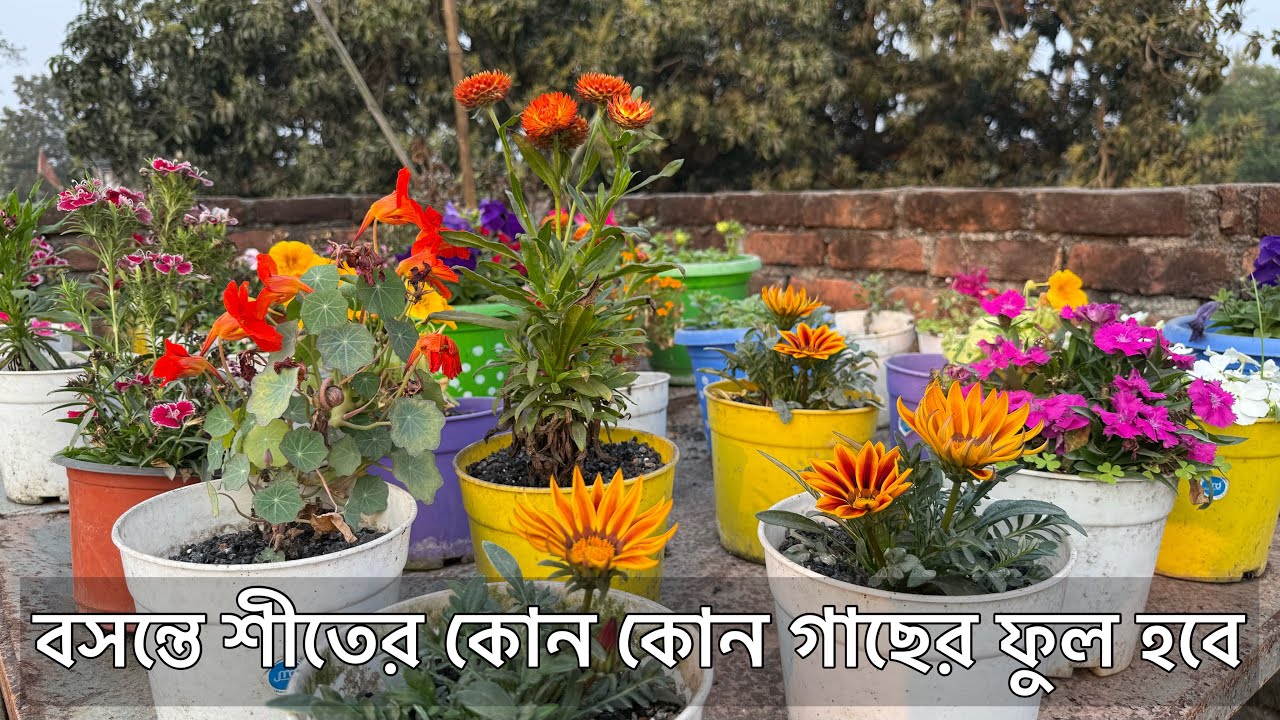 বসন্তে শীতের কোন কোন গাছের ফুল পাবেন । Gardening Tips & Tricks 