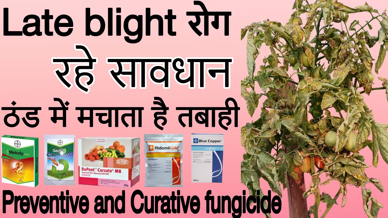 Late blight disease of potato | late blight of tomato | fungicide for late blight |