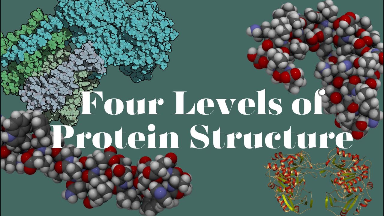 What are the four levels of Protein Structure | SIMPLE Explanation