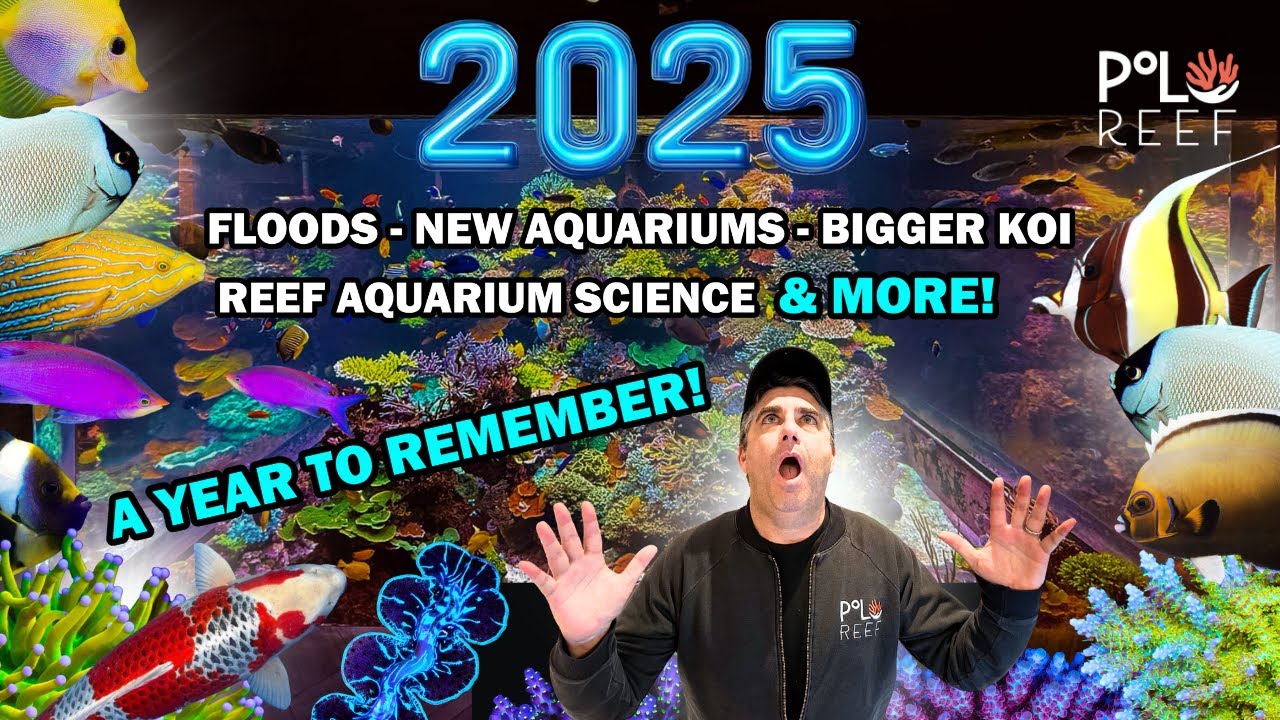 A FULL YEAR OF EPIC REEF AQUARIUM ADVENTURES!