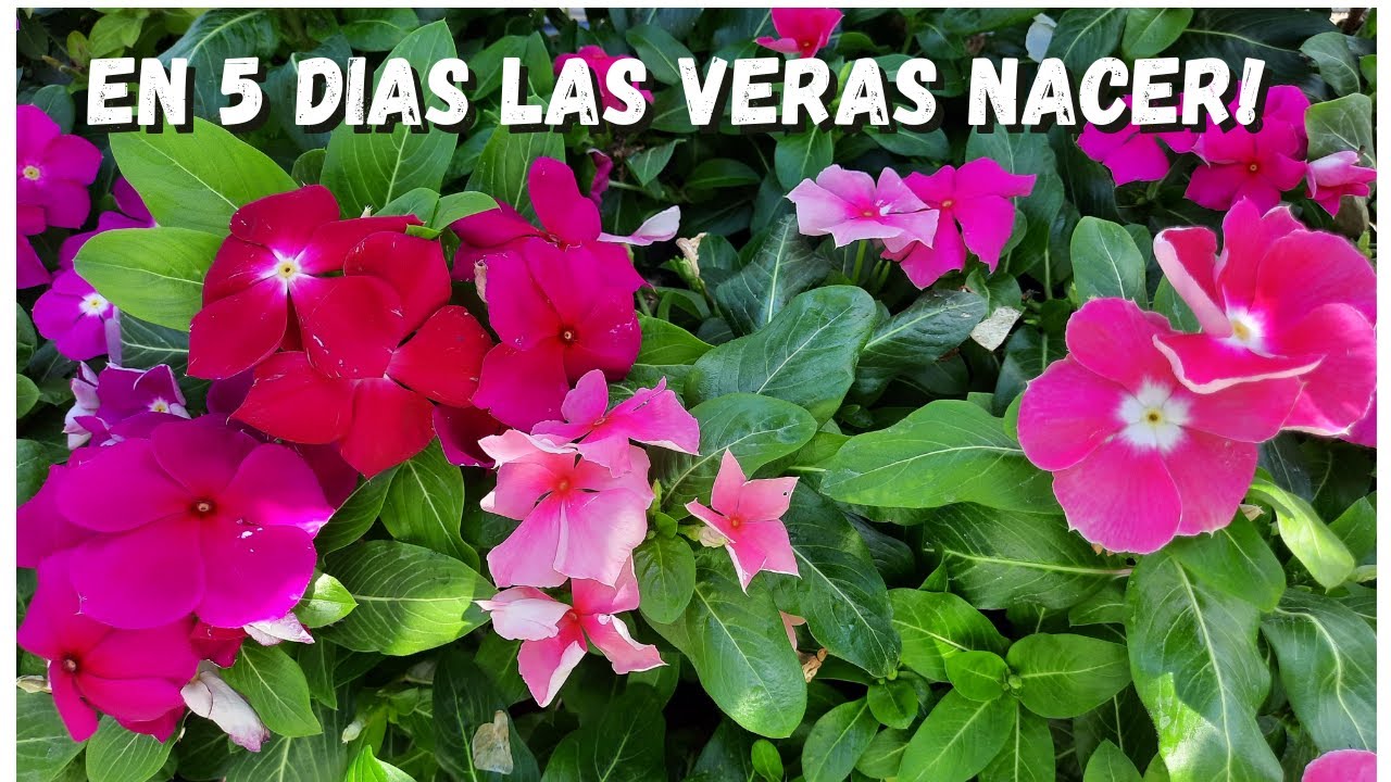 COMO SEMBRAR SEMILLAS DE VINCAS CORRECTAMENTE  | Siembra de TERESITAS o CHULAS | vincas care