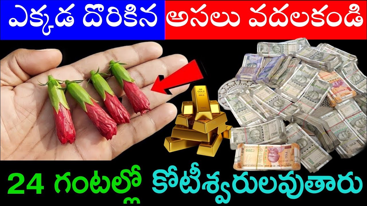 ఎక్కడ దొరికిన అస్సలు వదలకండి 24 గంటల్లో కోటీశ్వరులవుతారు మీ జీవితం మారిపోతుంది