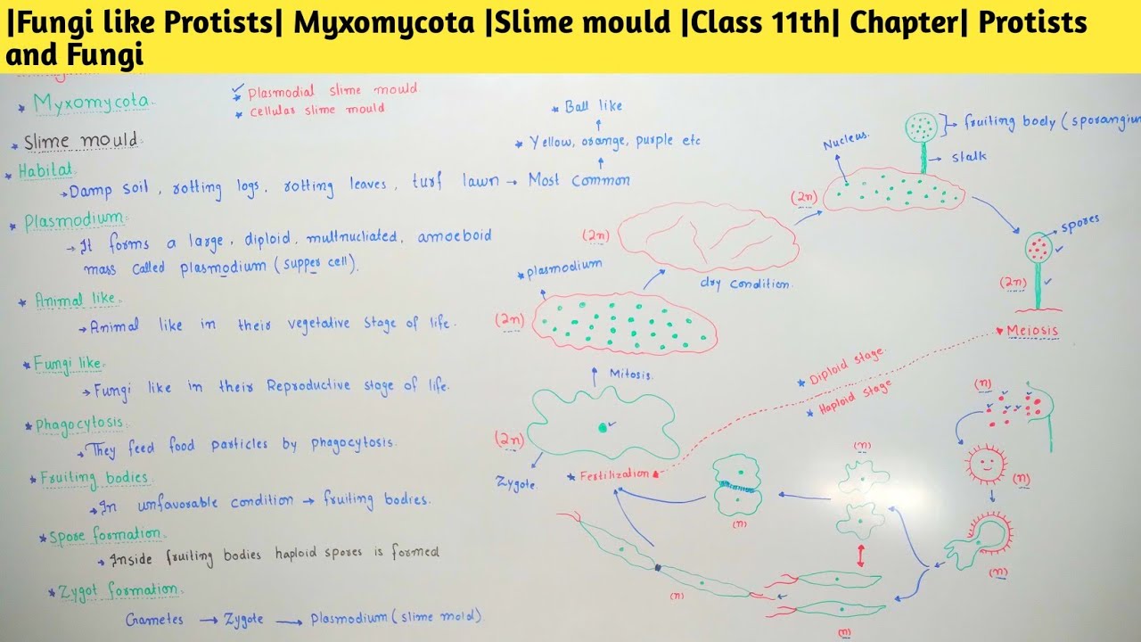 |Fungi like Protists| Myxomycota |Slime mould |Class 11th| Chapter| Protists and Fungi 
