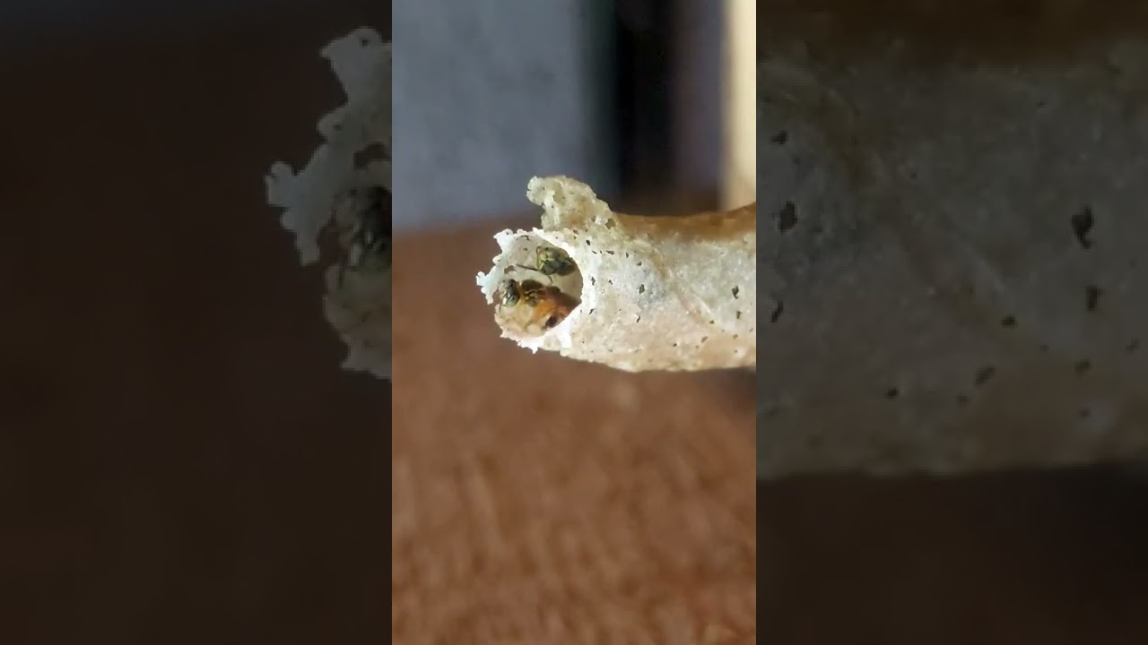 Por que as abelhas Jataí fecham o canudo de entrada da colmeia? 