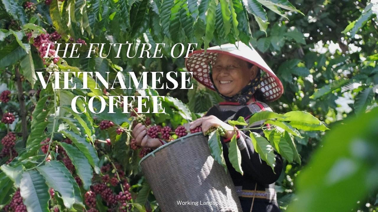 Every Cup of Coffee Carries a Forest | Coffee PFES in Đắk Lắk | Tropenbos Viet Nam