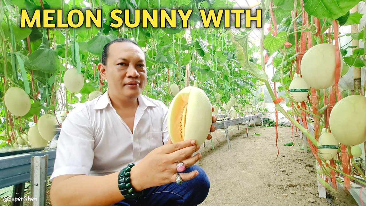 Melon Sunny With Mulai di Kembangkan di Mataram