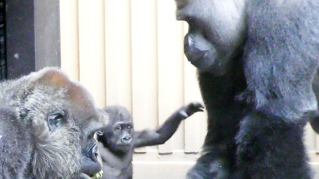 11/24　キンタロウ、パパが怖くない？💗[Kyoto City Zoo] 11/24 Is Kintaro not afraid of daddy?